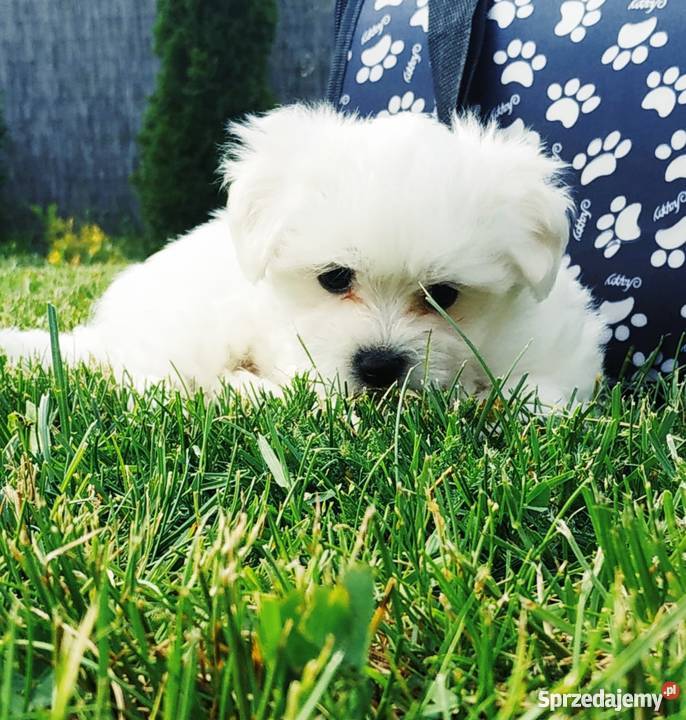 Maltańczyk szczeniak Maltańczyk Tarnowskie Góry