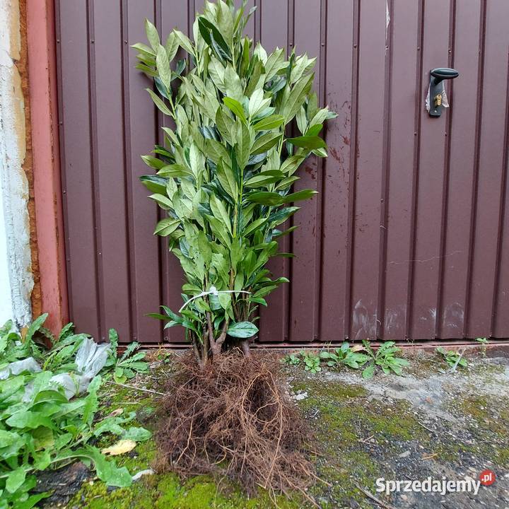 Laurowiśnia CAUCASICA sadzonki na żywopłot 6080 Liściaste świętokrzyskie