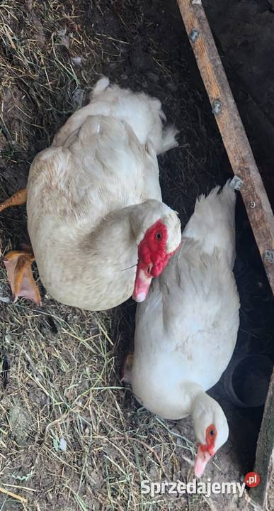 Sprzedam kaczki piżmowesamiecsamica sprzedam