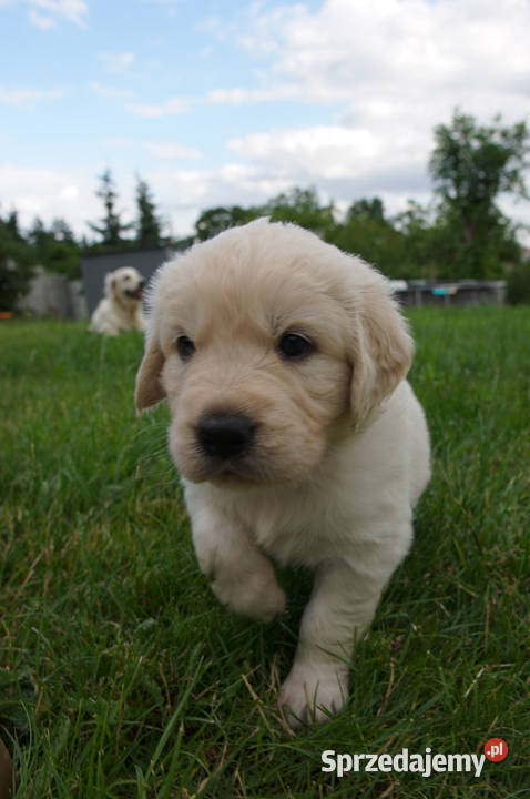 Golden Retriever szczeniaki z rodowodem