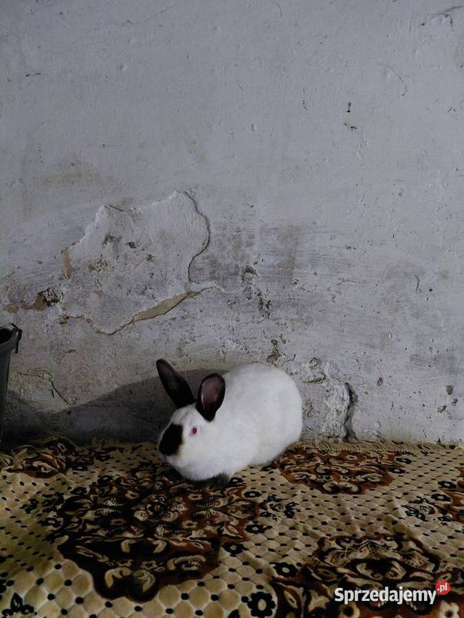 Samica Kalifnijski Czarny podkarpackie