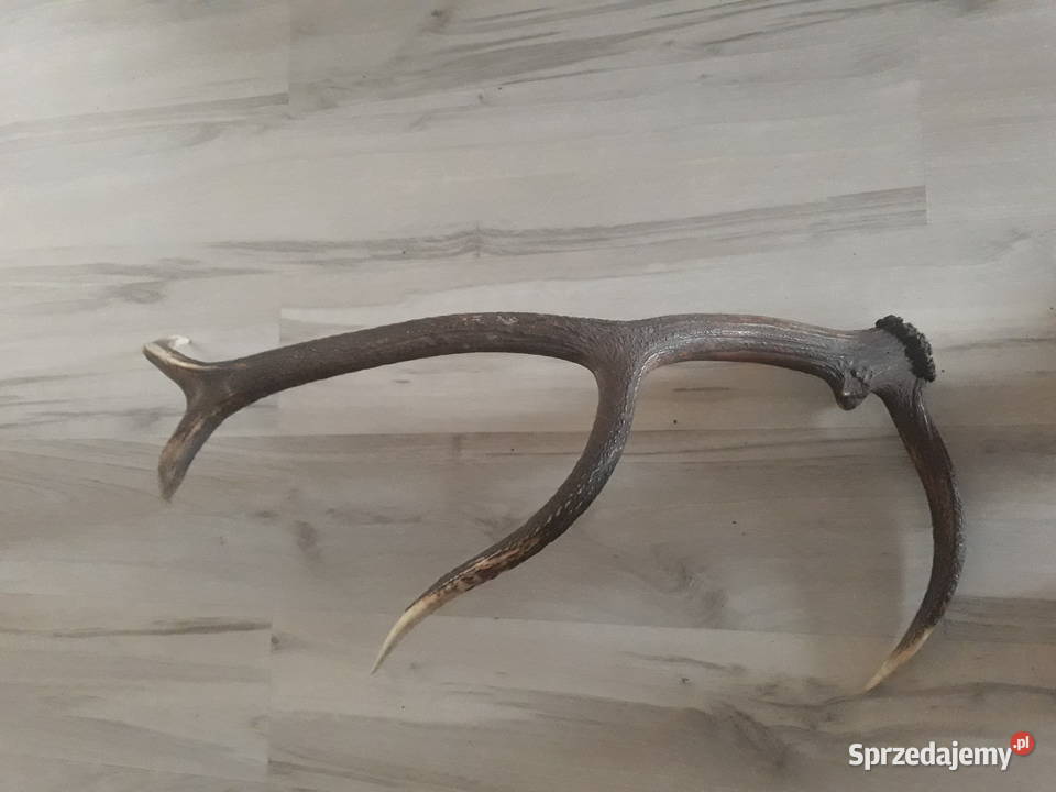 Poroże z jelenia zrzut zachodniopomorskie Węgorzyno