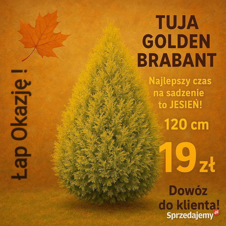 SPRZEDAM TUJAE GOLDEN BRABANT DOWÓZ DO KIENTA Ciężkowice sprzedam
