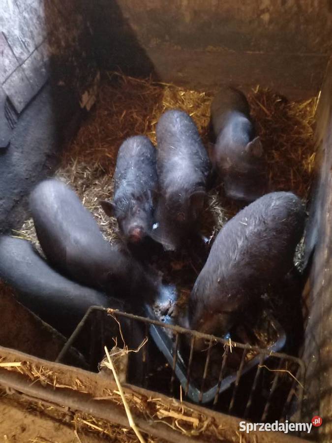 Świnie wietnamskie wietnamki małopolskie Wola Łużańska sprzedam
