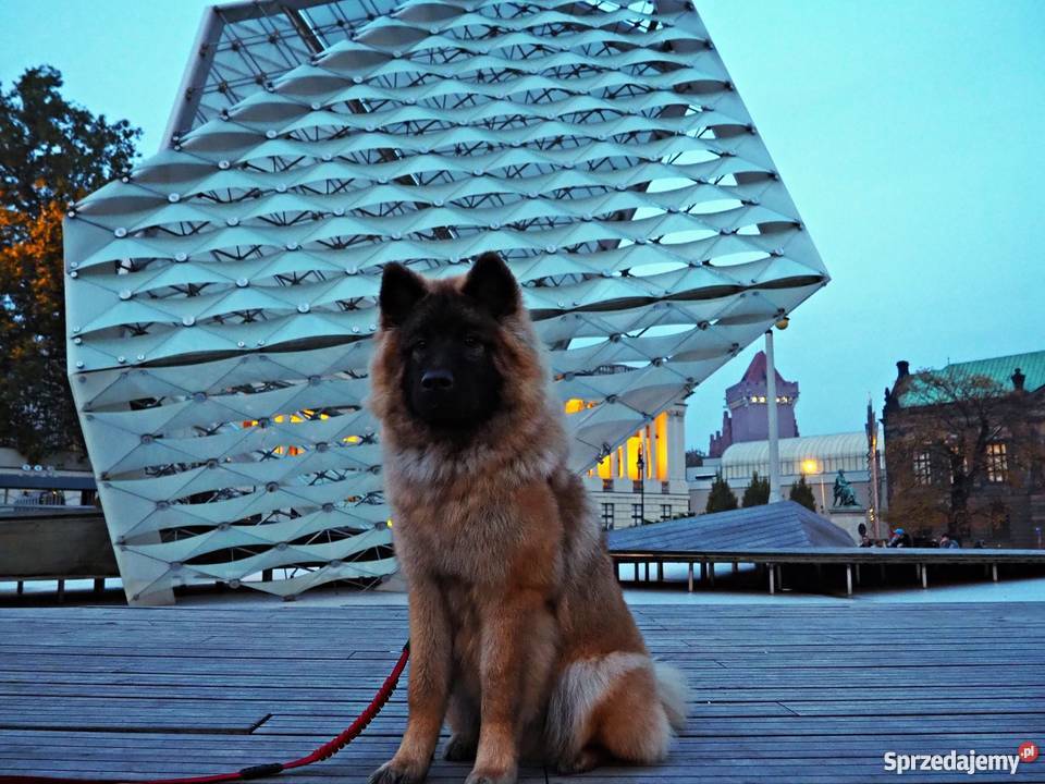 Eurasier FCI 291 sprzedam szczeniaka 9