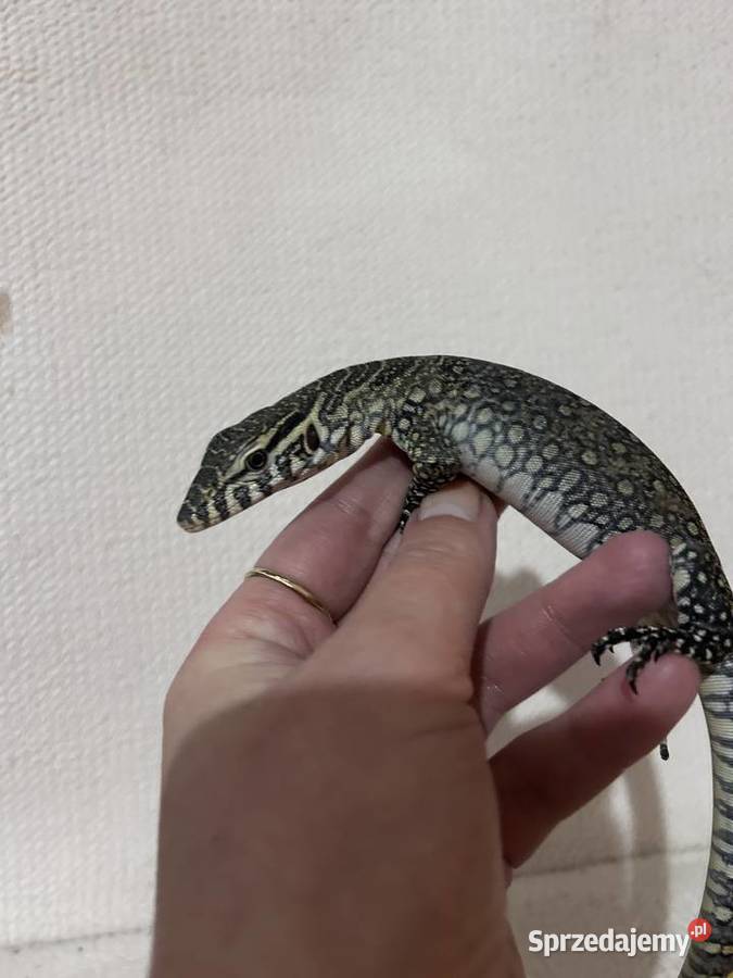 Waran Nilowy Kraków