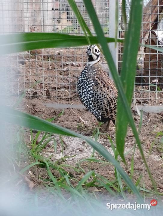 Przepióry perliste Montezuma