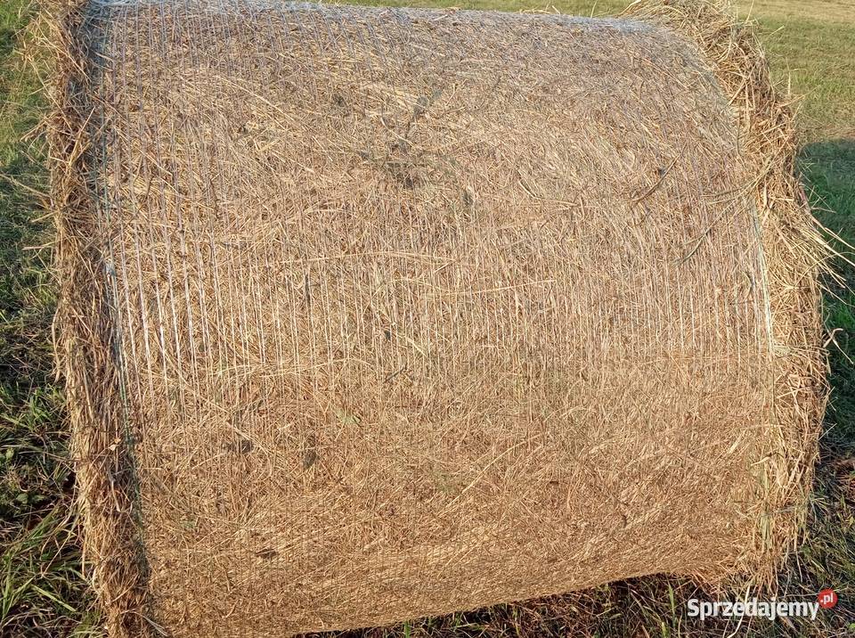 Sprzedam Siano w balotach 120x120 Trawy, słoma kujawsko-pomorskie