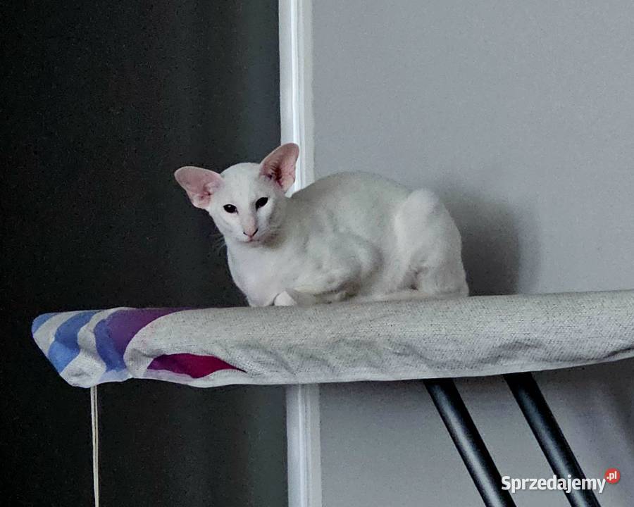 Oddam roczne białe kocurki orientalne kota Syjamski Warszawa