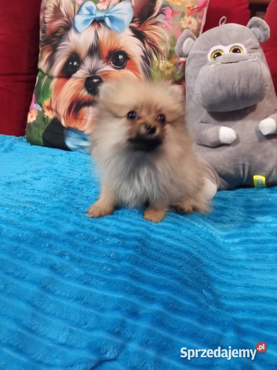 Suczka Szpic miniaturowy malusieńka Szpic miniaturowy Brodnica