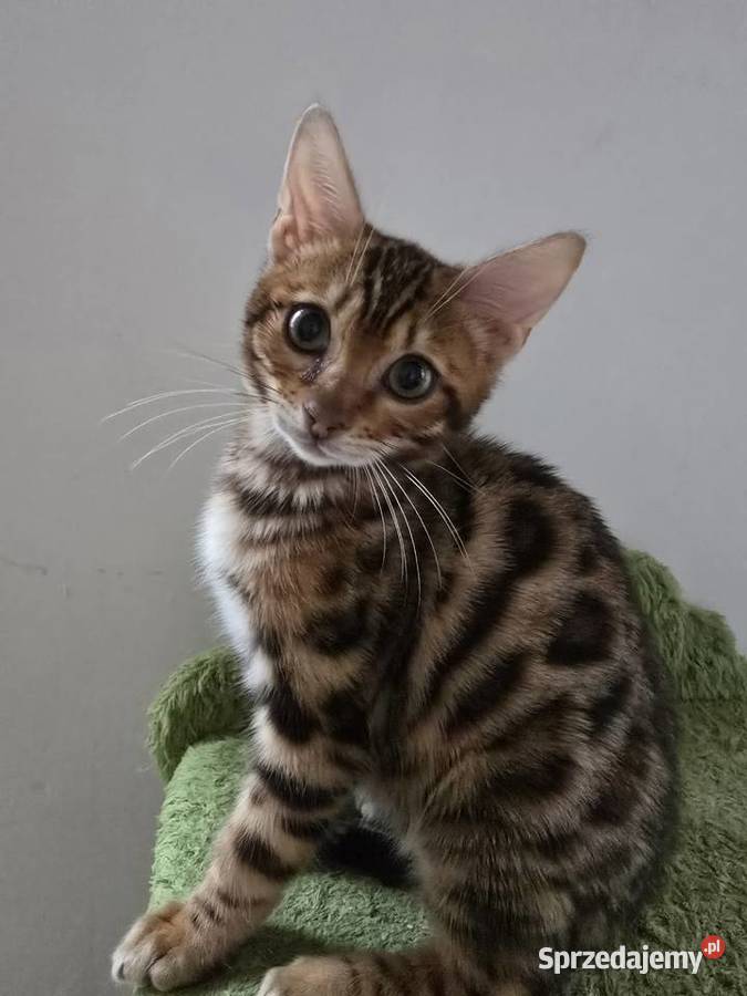 Kociaki Bengalskie gotowe do odbioru Józefów