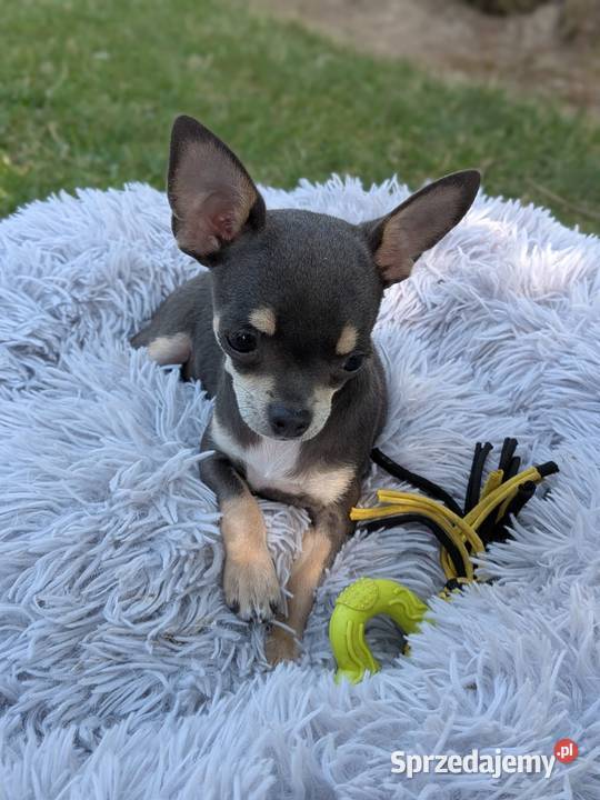 Chihuahua suczka xxs