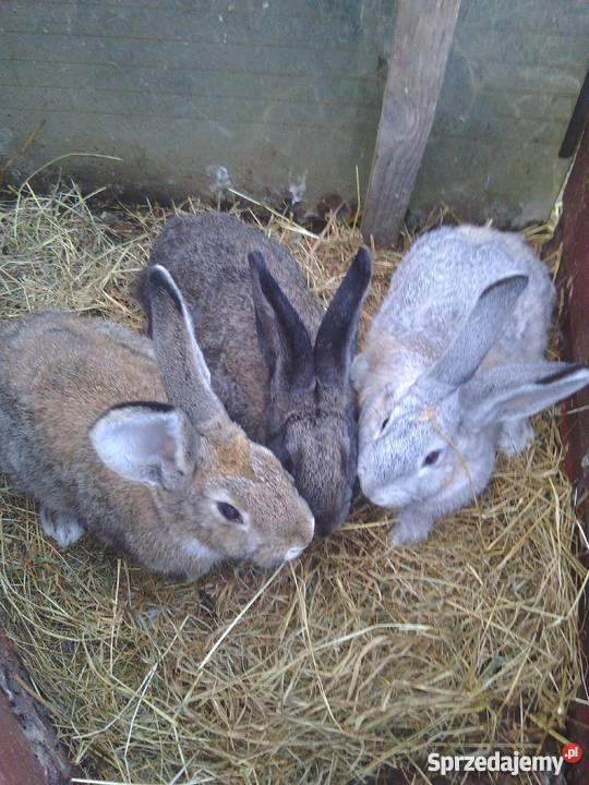 Sprzedam samice zachodniopomorskie Wytok