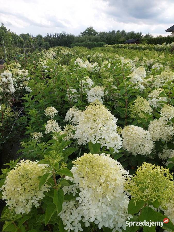 Hortensje Bukietowe na pniu hurt sprzedam Liściaste Tarnobrzeg