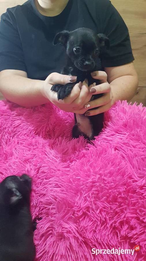 Śliczny piesek pinczer Legionowo sprzedam