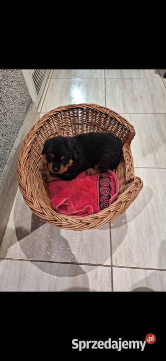 Rottwailer kujawsko-pomorskie Radomin