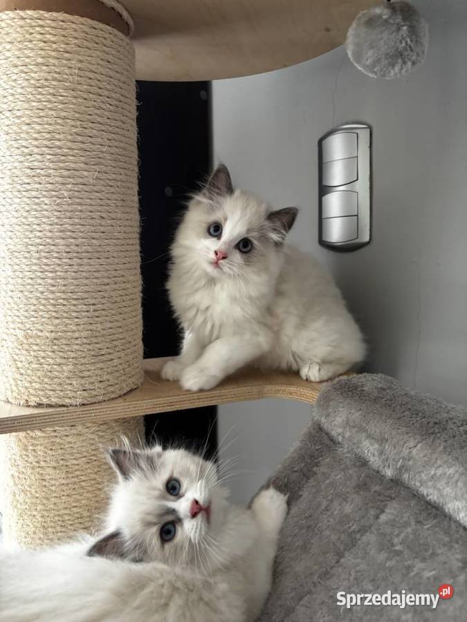 Koty Ragdoll Ragdoll pomorskie Czersk sprzedam