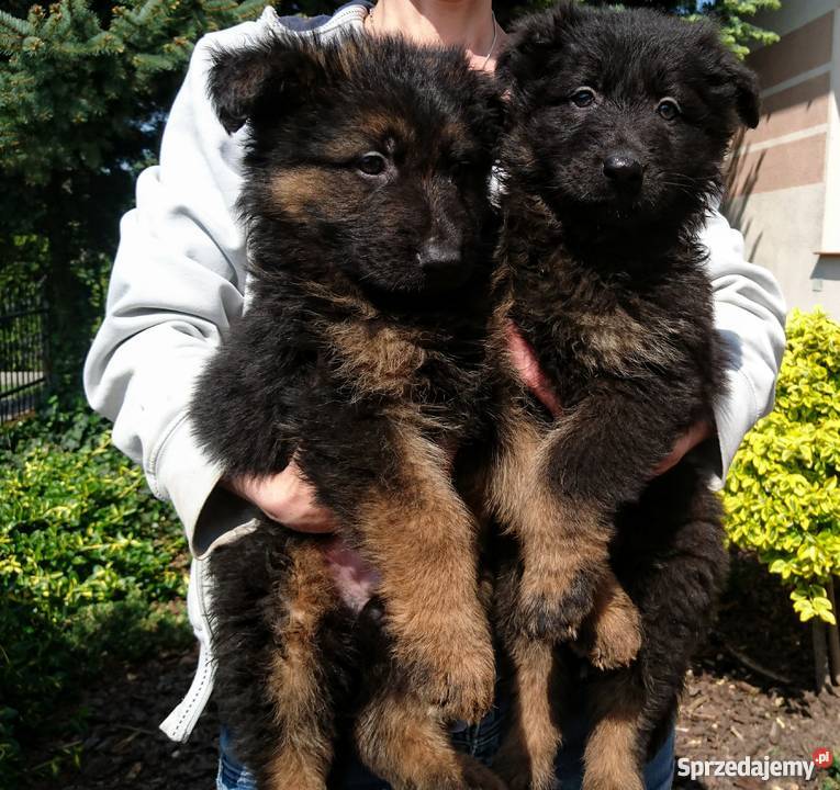 Owczarek niemiecki szczenięta długowłose kujawsko-pomorskie Milżyn