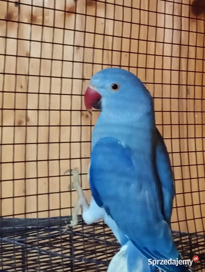 Aleksandretty GO Kamień Górowski