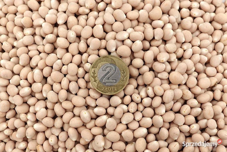 Nasiona Łubin Facelia Gorczyca Wyka Mieszanka Cieśle sprzedam