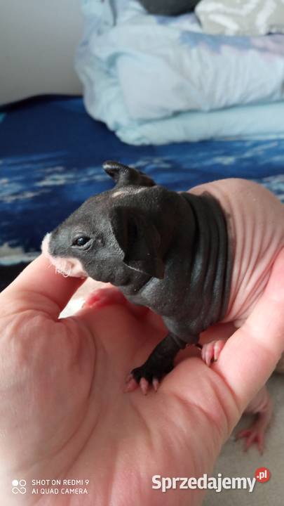 Świnki morskie Skinny Józefosław