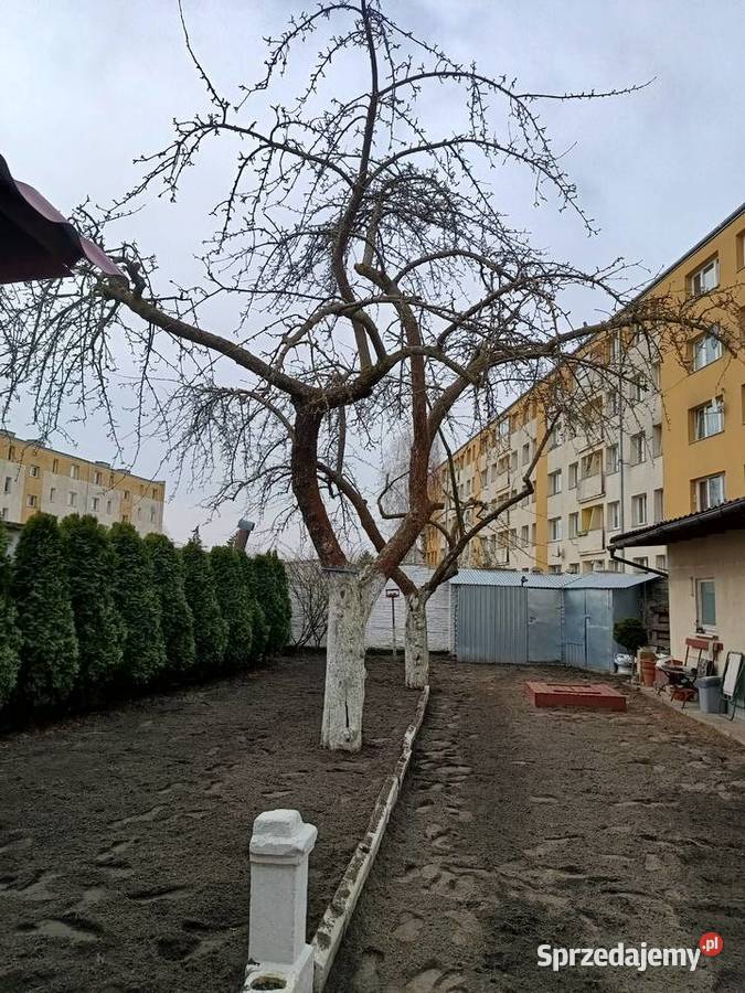 Koszenie wycinka przycinka glebogryzarka Elbląg