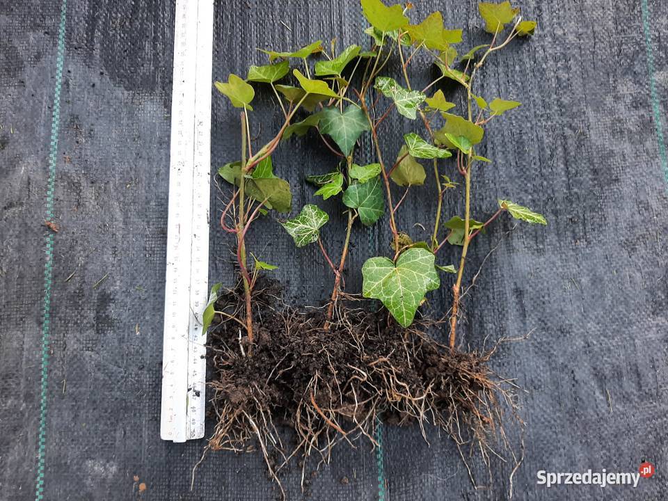 Bluszcz Hedera Helix zimozielony pnący