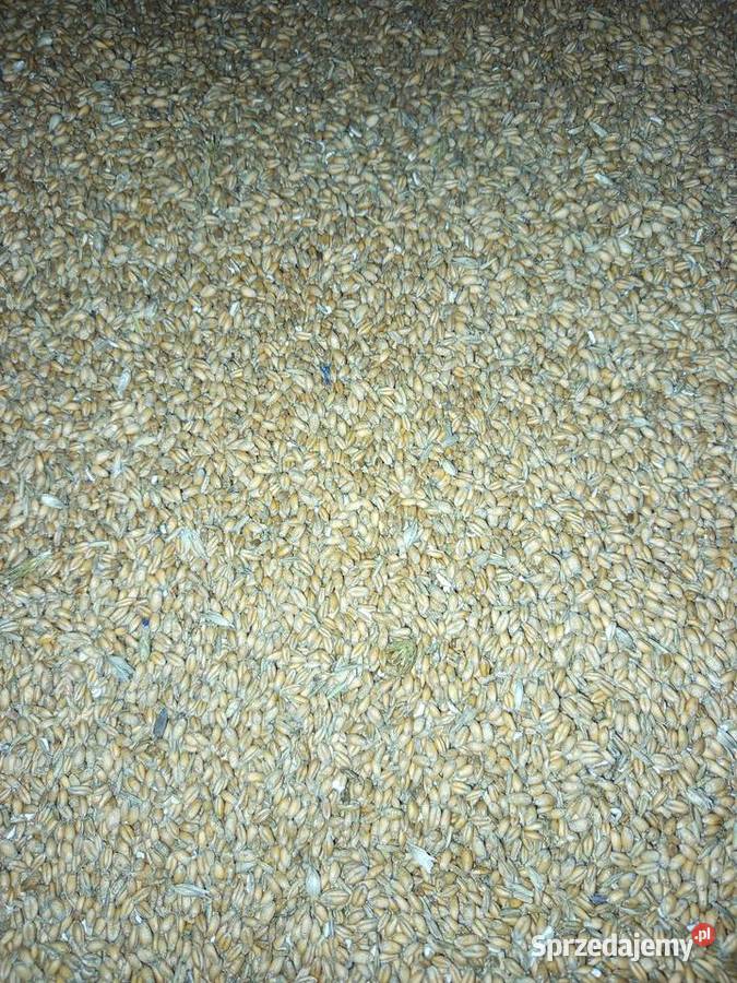 Pszenżyto małopolskie Frydrychowice