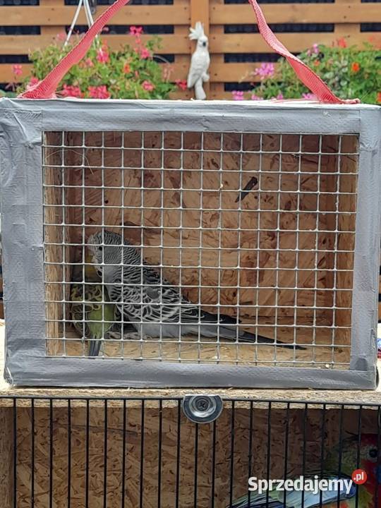 Papuzki faliste Kędzierzyn-Koźle