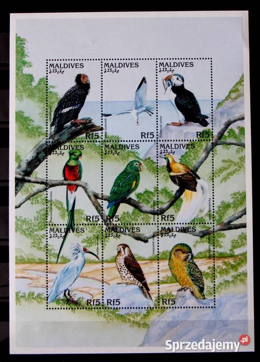 Tanzania fauna ptaki Oborniki sprzedam