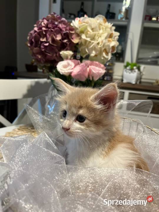 Maine Coon kocięta Kalisz
