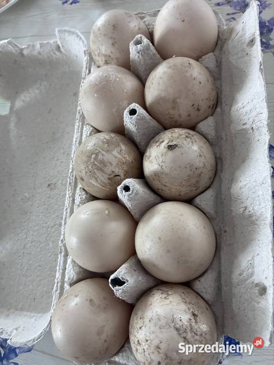 Jaja kacze jaja kaczki kaczka Wielbark sprzedam