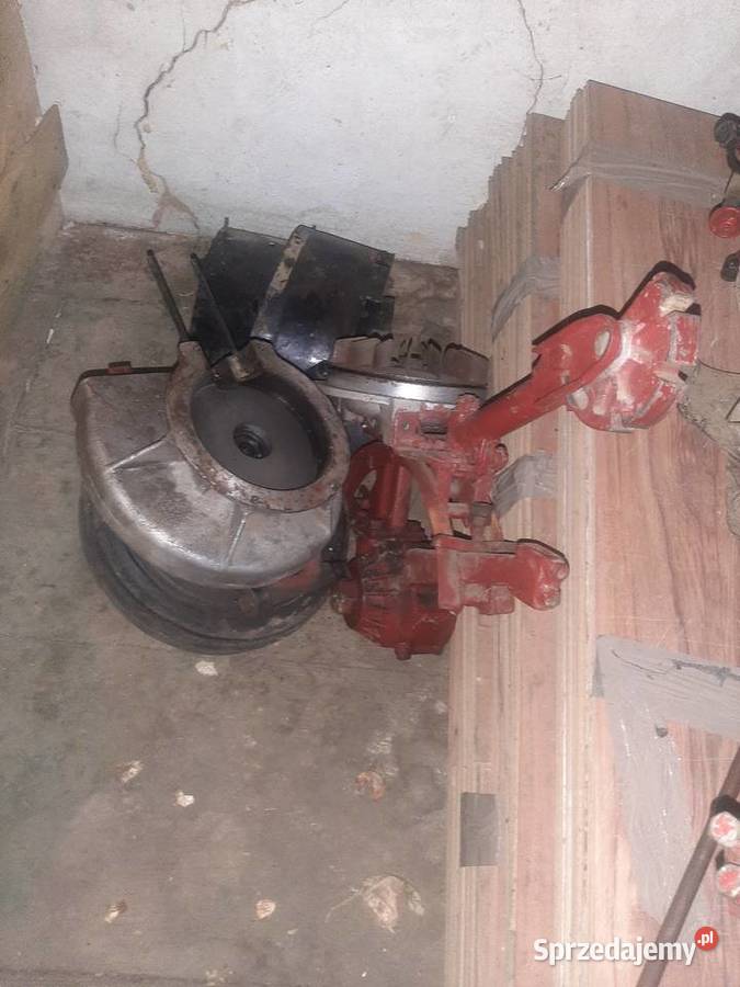 Glebogryzarka mrowka Ogród dolnośląskie Bolków