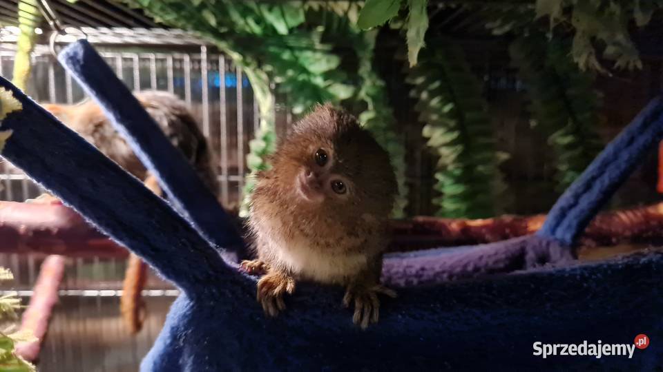 Małpki Pigmejki para hodowlana Stanięcice