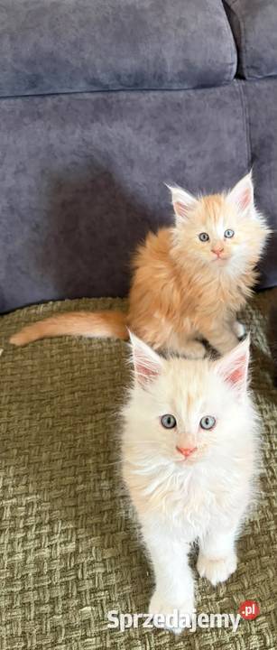 Sprzedam 2 kocurki rasy maine coon Smyczyna