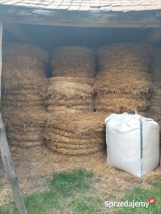 Sprzedam bele słomy Sycyna