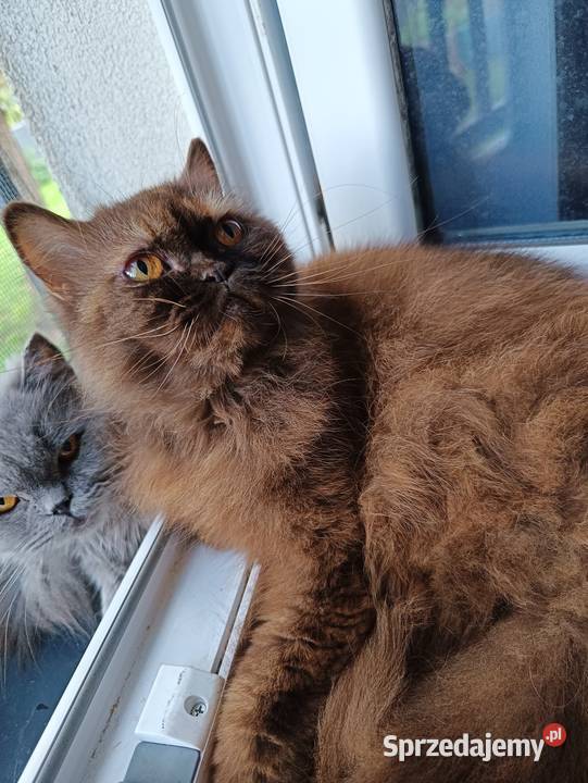 Chanel czekoladowa szylkretka mazowieckie Tłuszcz