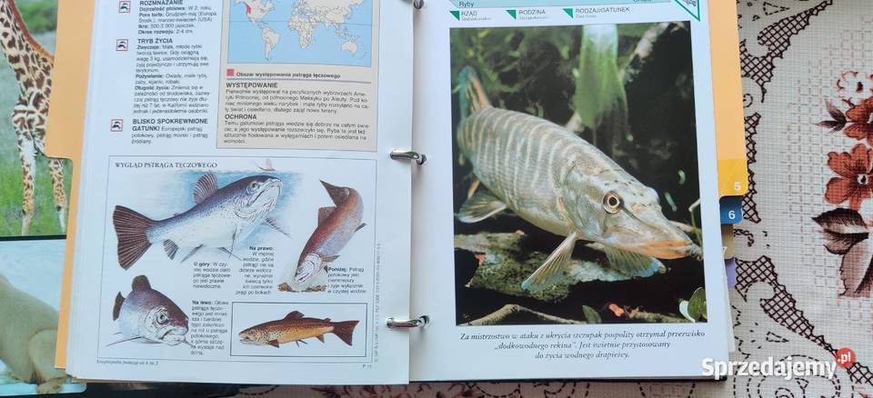 Encyklopedia zwierząt A do Z Poradniki, albumy i reportaże Myszków