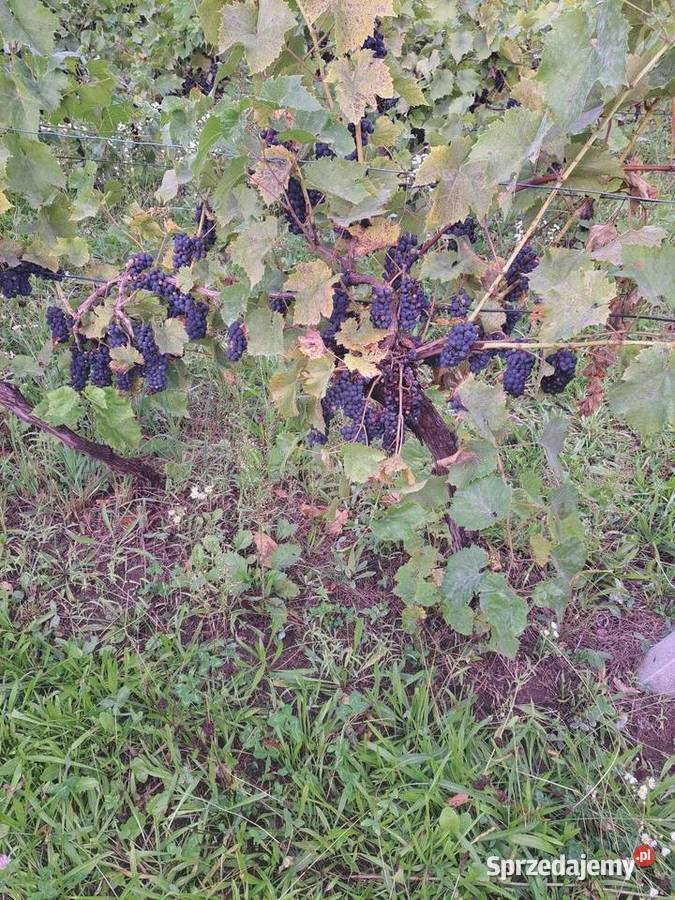 Sprzedam winogrona ciemne jasne Bobrowniki Wielkie