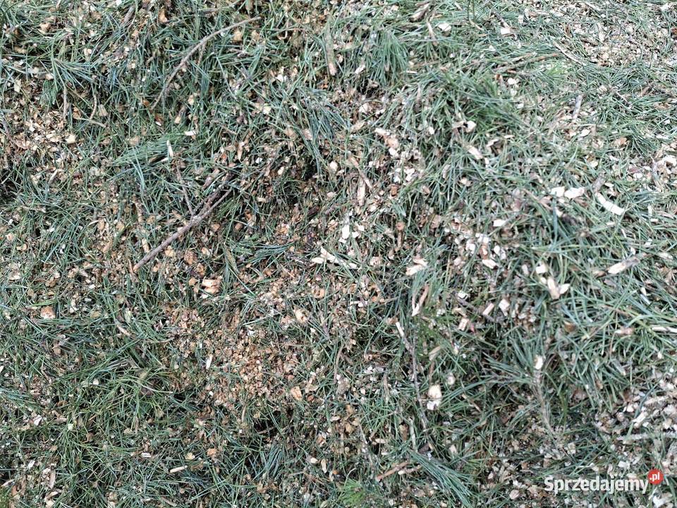 Sprzedam zrębki drewniane