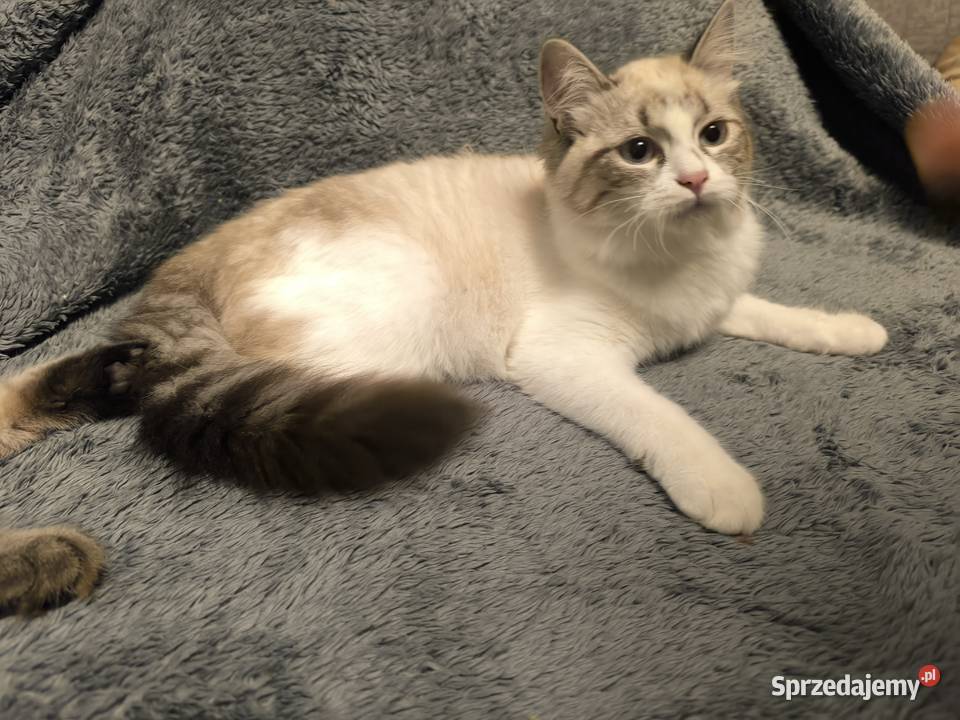 Kocięta Syberyjskie Syberyjski Łódź sprzedam