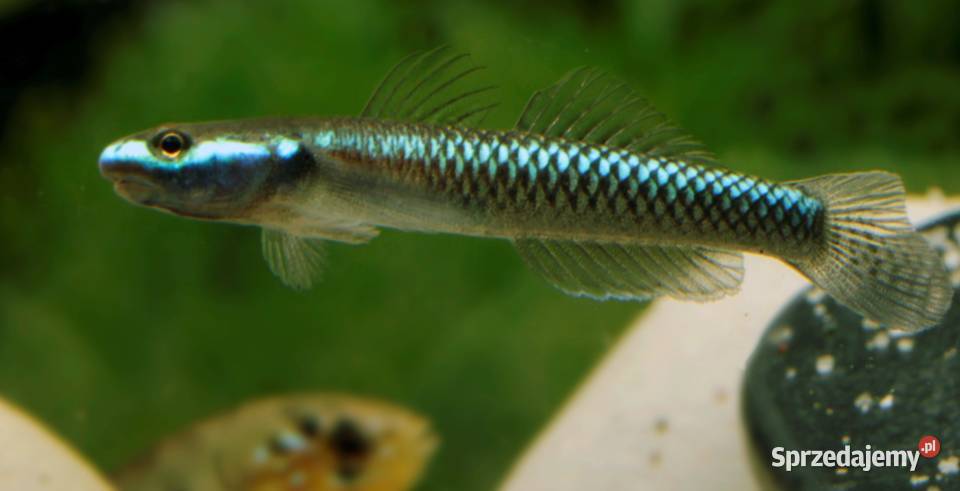 Babka semoni Stiphodon semoni SPRAWDZ NASZE Gdańsk