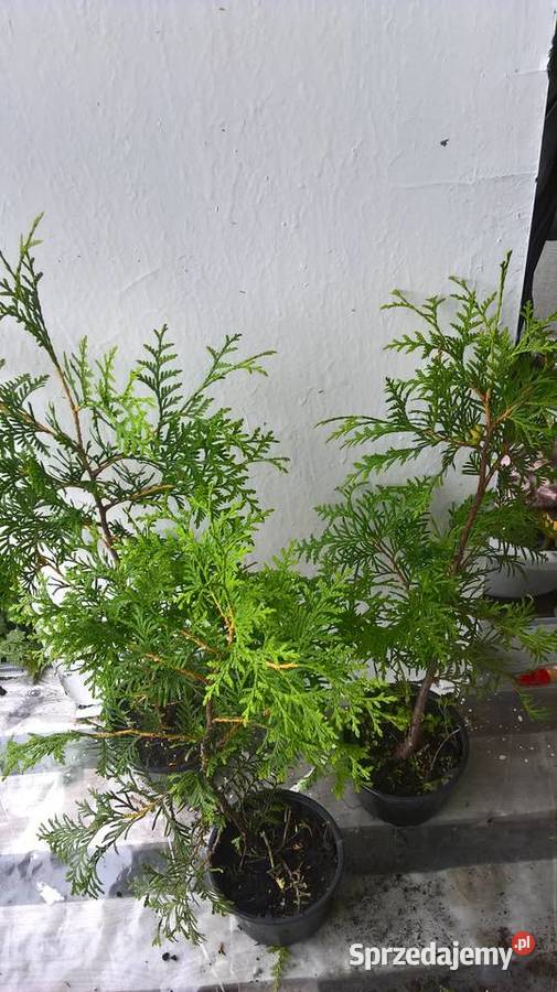 Żywotnik Brabant Najtaniej