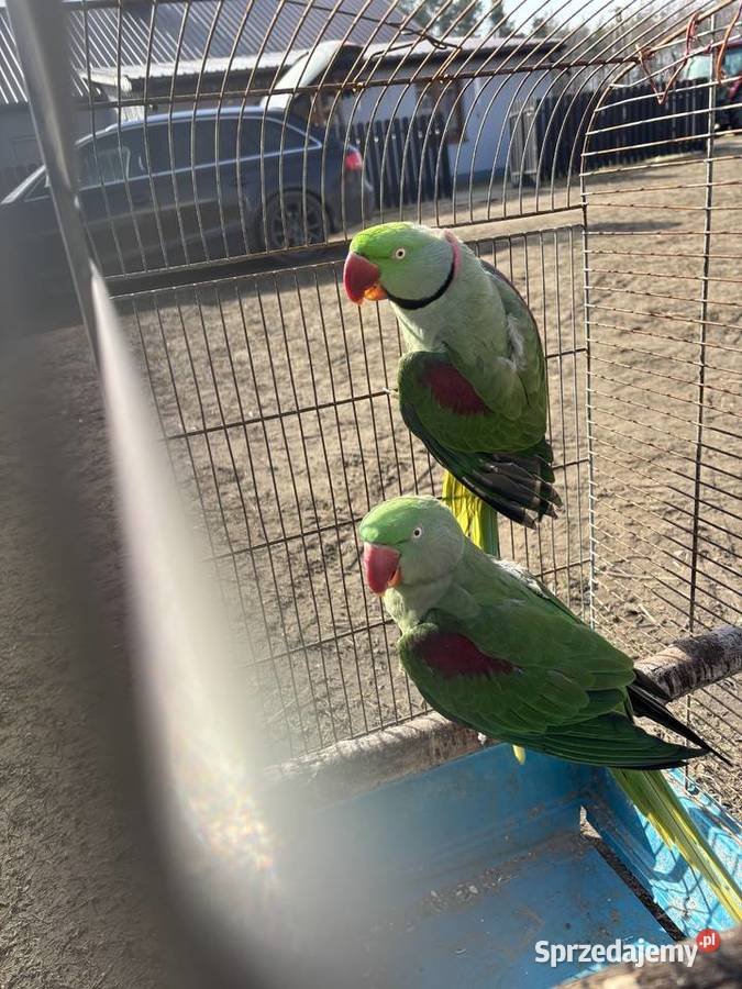 Papugi Aleksandretty Ośnica sprzedam