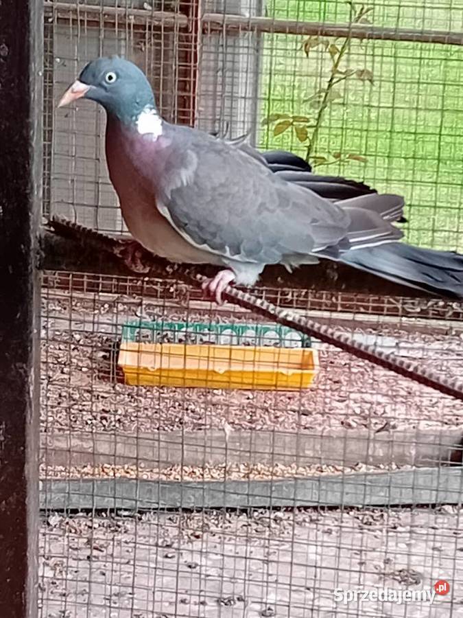 Gołębie grzywacze sprzedam