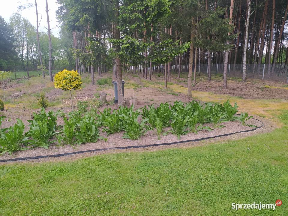Działka rekreacyjna budowlana 23m łódzkie Radomsko