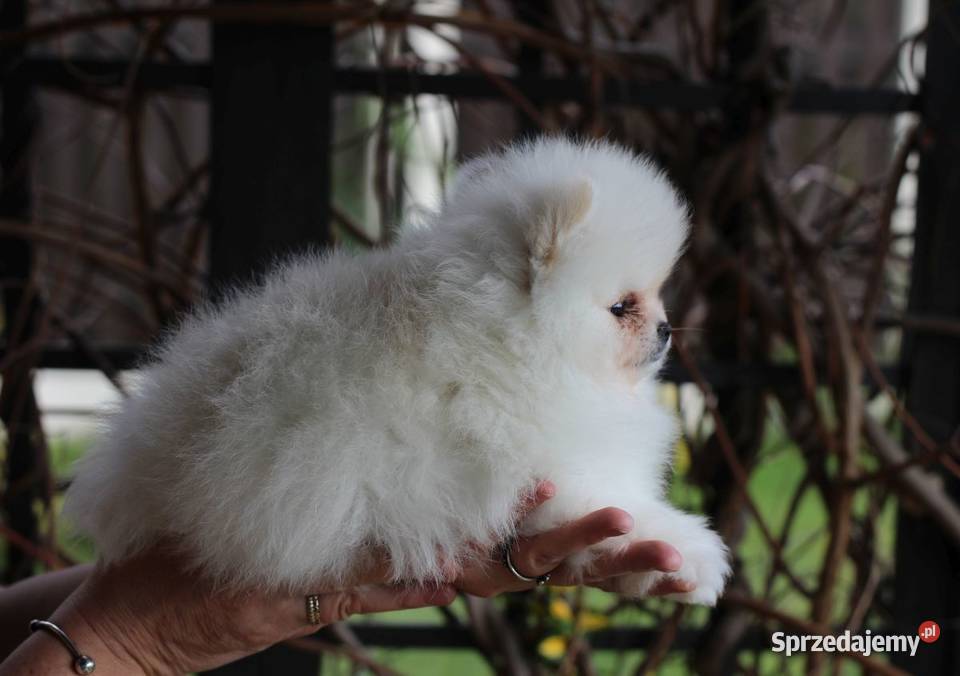 Pomeranian biały piesek XS FCI Łódź