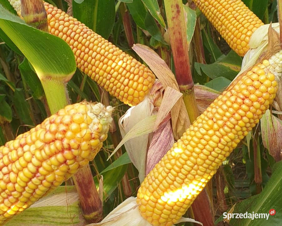 Materiał siewny kukurydza Rosomak FAO 250 Mława