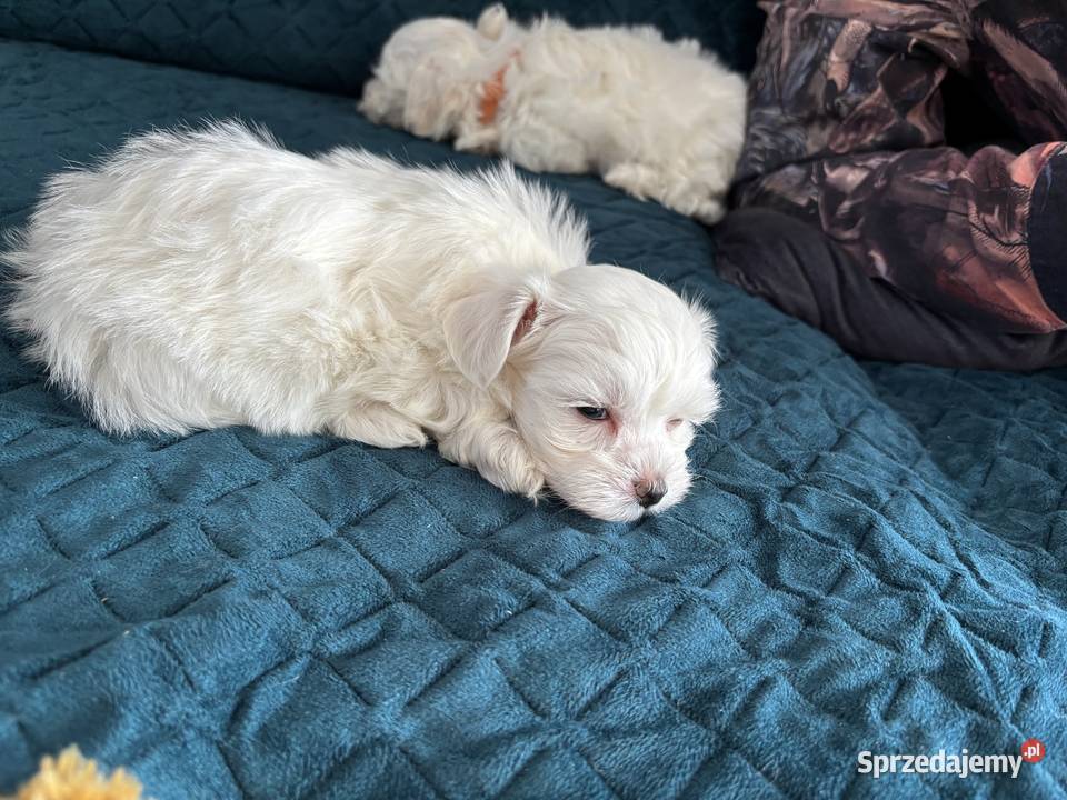 Cudowne maltańczyki Łódź