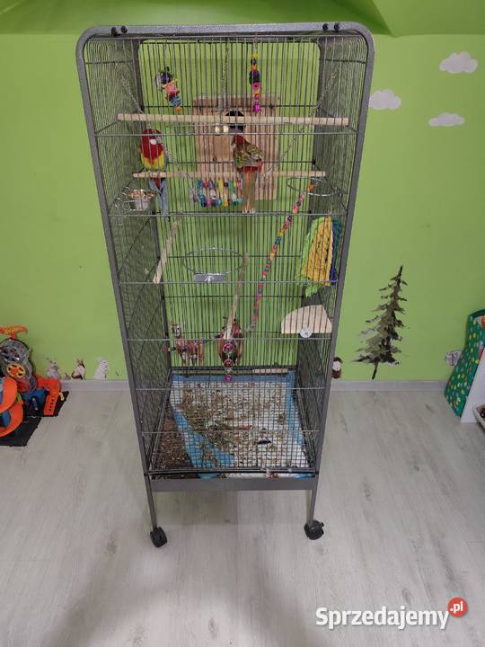 Parka papug rozella białolica